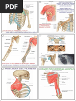 Flashcards Anatomía