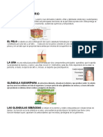 Sistema Tegumentario Apuntes Mafer Palacios Organizador Gráfico