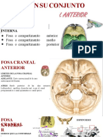 Fosas Craneales