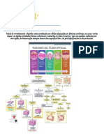 Tejidos Histologia
