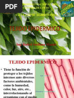 5 Tejido Epidermico