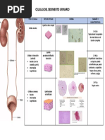 Celulas de Sedimento Urinario