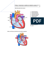 Corazón 1