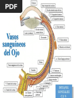 Vasos Sanguíneos Del Ojo