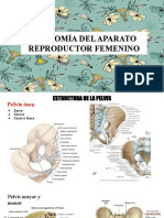 Anatomía Del Aparato Reproductor Femenino