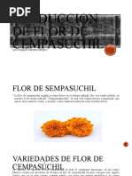 Produccion de Flor de Cempasuchil Precentacion