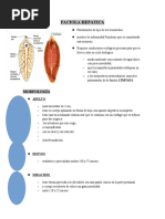 Faciola Hepatica: Morfología