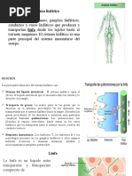 Exp. Sist. Linfatico