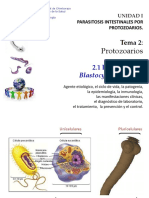 Tema 2 Parasitosis Por Protozoarios Subtema 2.1 Blastocistosis