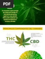 Info CBD 2020