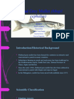 Grey Flathead Mullet (Mugil Cephalus)