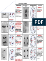 Schémas Explicatifs Caractéristiques Schémas Explicatifs: Prophase I Prophase Ii