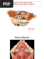 03 - Pelvis Blanda 