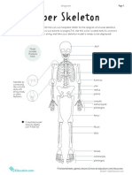 Paper Skeleton: Model Includes 17 Pieces Total