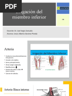 Zamudio Irrigación Del Miembro Inferior