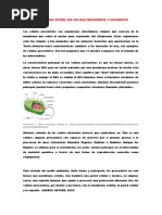 Diferencias Entre Las Celula Procariota y Eucariota