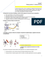 Trabajo Práctico 9 - Sistema Nervioso