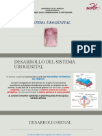 Clase de Embriologia Xii Del Sistema Urogenital