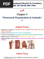 Structural Organisation in Animals