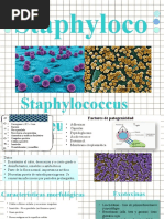 Sthapylococcus 