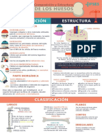 Composición y Estructura de Los Huesos