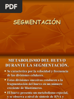 Segmentación y Blastula