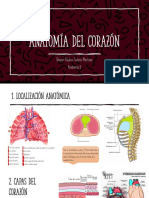 Anatomía Del Corazón