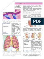 Apuntes Medicina