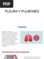 Pleura y Pulmones