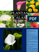 Boletin de Planta - Calas