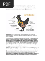 Alimentacion para Las Gallinas Ponedoras