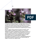 Plantas Que Embellecen - Docx... Mascarillas Hidroplastiicas