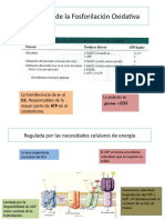 Regulación de La Fosforilación Oxidativa