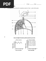 Respiration Worksheet 1 With Answers