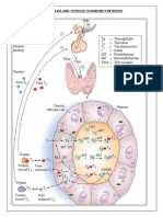 Hypothalamic Pitutary Axis and Thyroid Hormone Synthesis