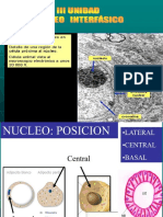 Nucleo Interfásico