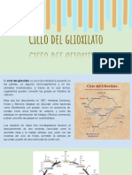 Ciclo Del Glioxilato