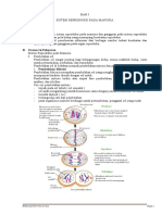 Sistem Reproduksi Manusia
