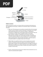 Partes Del Microscopio