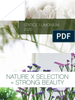 Statice - Limonium 2020