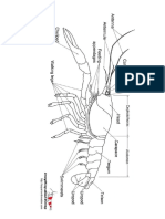 Crayfish Info