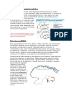 El ADN y Su Composición Química