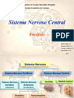 Sistema Nervoso Central - Cérebro