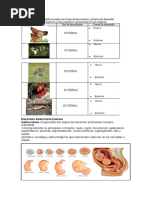 Desarrollo Embrionario 1