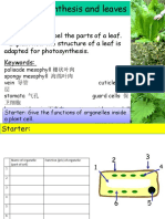 Photosynthesis & Leaves