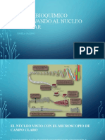 El Ojo Bioquimico Observando Al Nucleo Celular