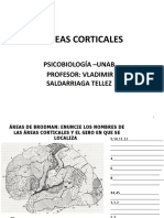 Areas - Corticales Psicobiologia VST