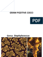 Gram Pozitive Cocci