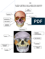 Atividade - Odonto - Neurocrânio e Viscerocrânio