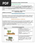 Guia 1 Ciencias 8 Reproduccion en Plantas